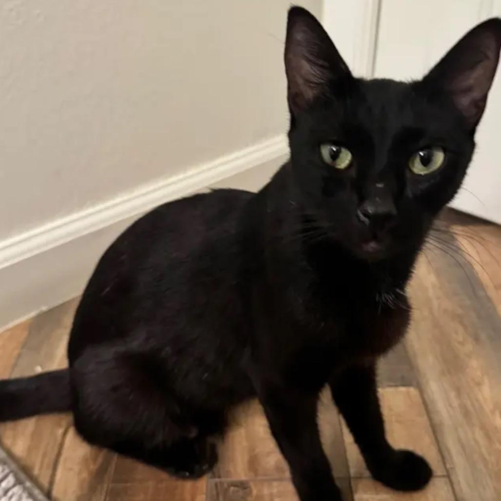 Zuzu, a Adoptable Domestic Short Hair in Yucca Valley, CA image 4/4