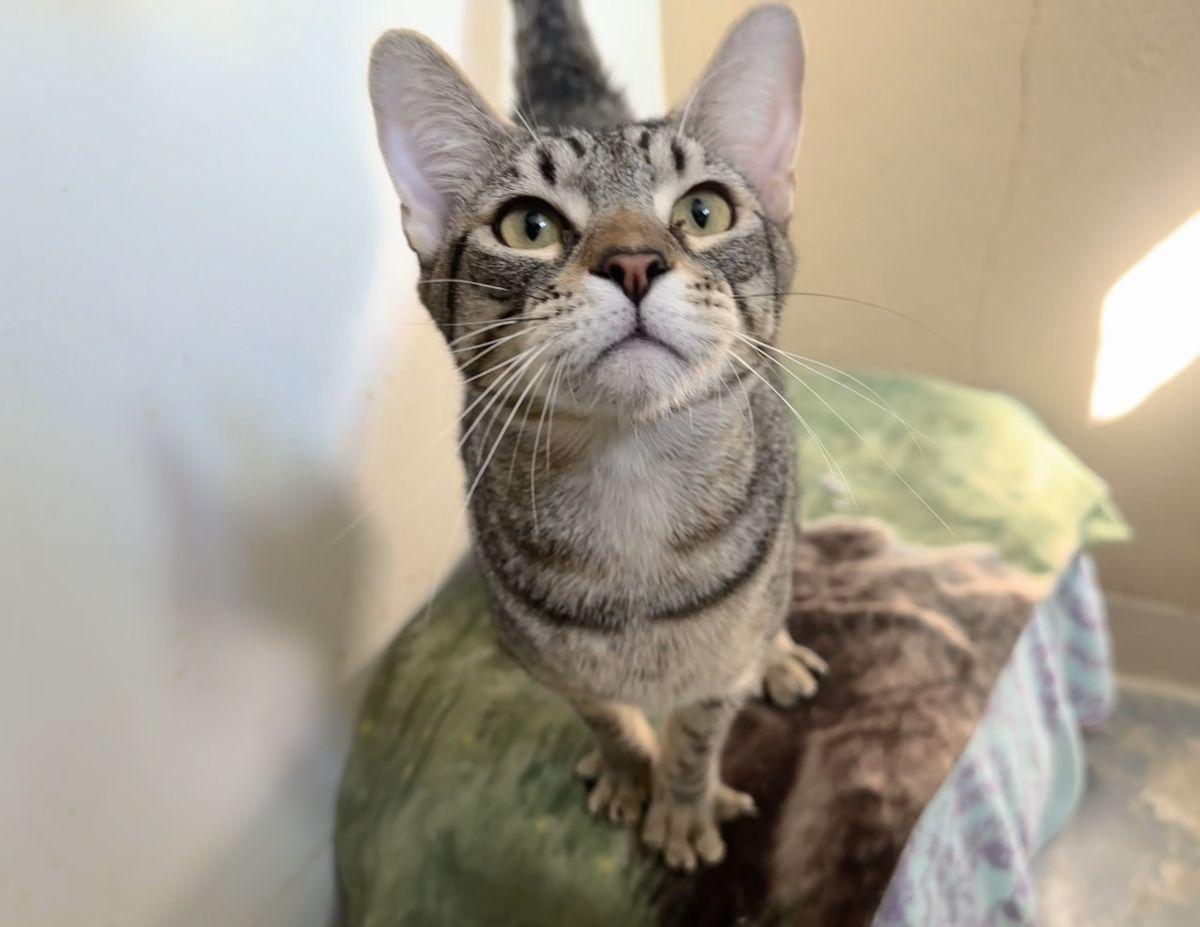 Shirley, Baby Female Tabby