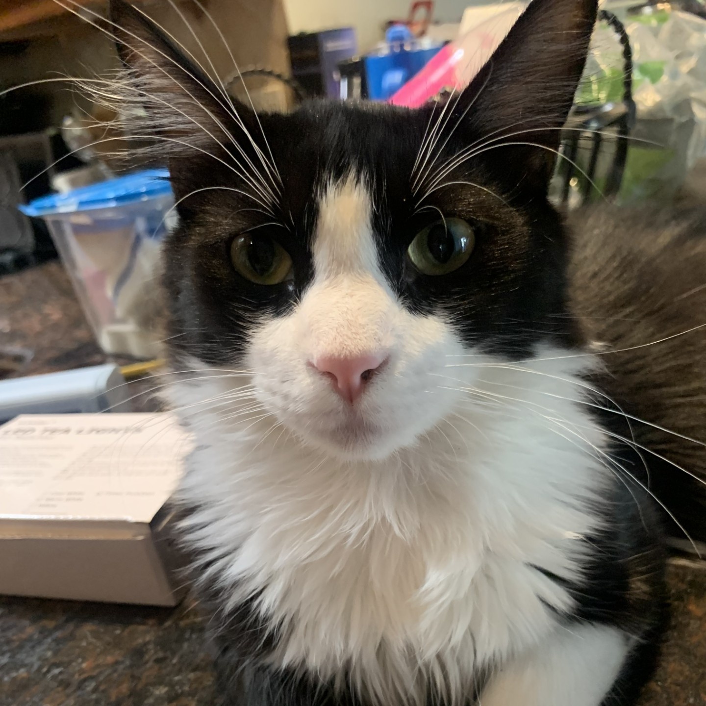 Cat for adoption Sylvester, a Domestic Long Hair in Orange, CA