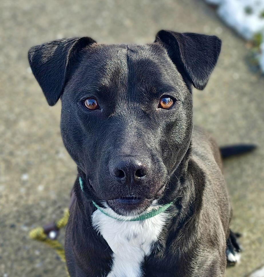 Enlarge Marley, a Adoptable Labrador Retriever in Lake Hopatcong, NJ image 1/3