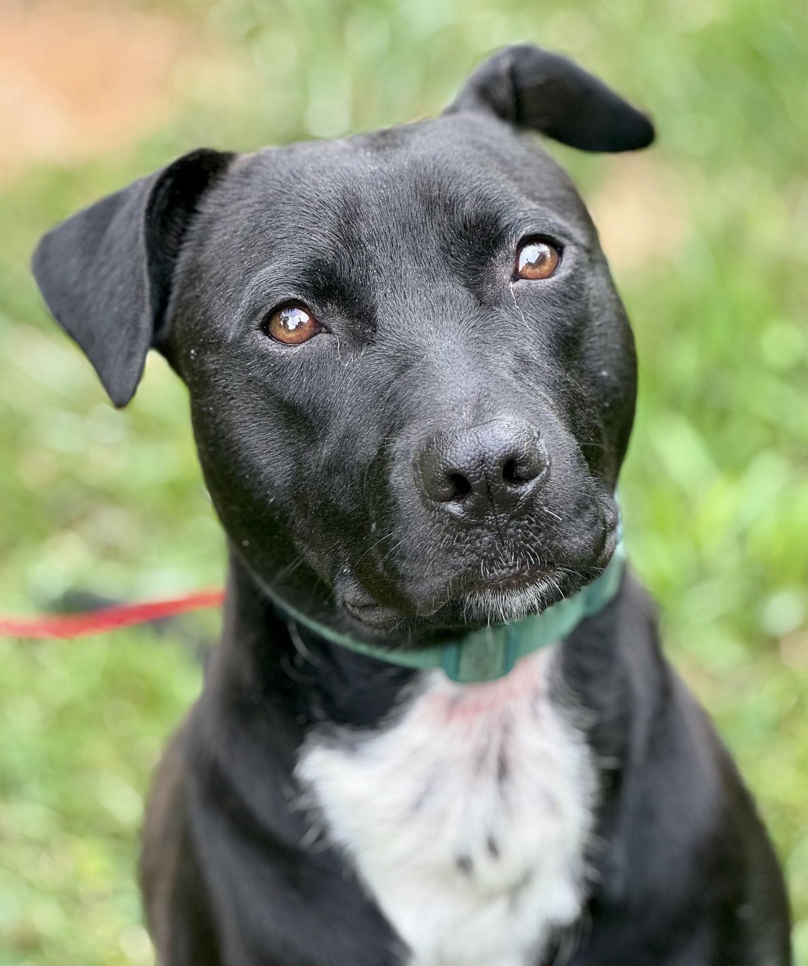 Enlarge Marley, a Adoptable Labrador Retriever in Lake Hopatcong, NJ image 2/3
