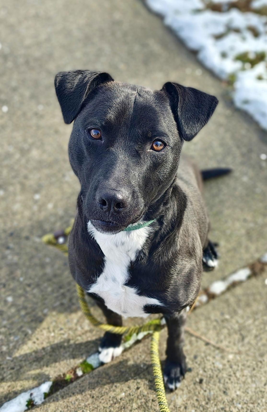 Enlarge Marley, a Adoptable Labrador Retriever in Lake Hopatcong, NJ image 3/3