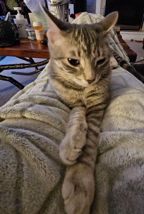 Enlarge GRAVY, a Adoptable Domestic Short Hair in Louisville, TN image 4/5