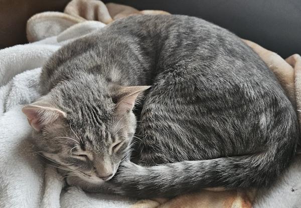 Enlarge GRAVY, a Adoptable Domestic Short Hair in Chattanooga, TN image 4/5