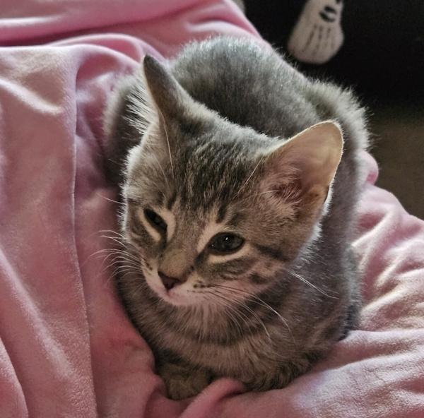 Enlarge GRAVY, a Adoptable Domestic Short Hair in Louisville, TN image 2/5