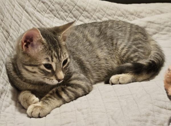 Enlarge GRAVY, a Adoptable Domestic Short Hair in Louisville, TN image 1/5