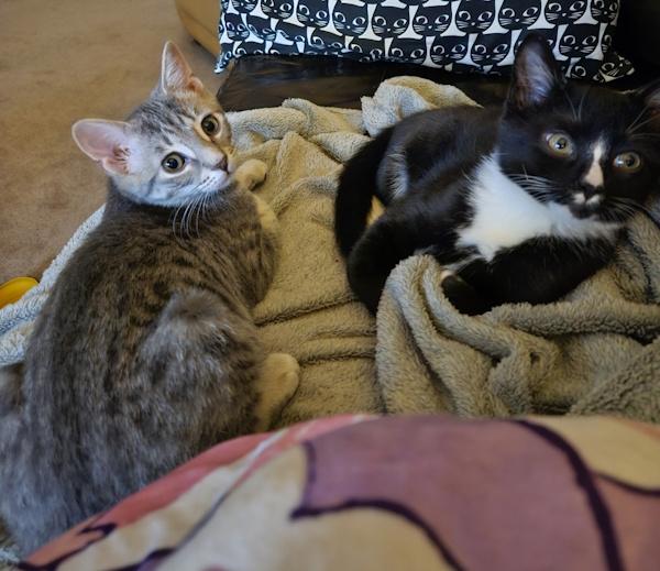 Enlarge GRAVY, a Adoptable Domestic Short Hair in Louisville, TN image 3/5