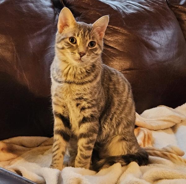 Enlarge GRAVY, a Adoptable Domestic Short Hair in Chattanooga, TN image 1/5