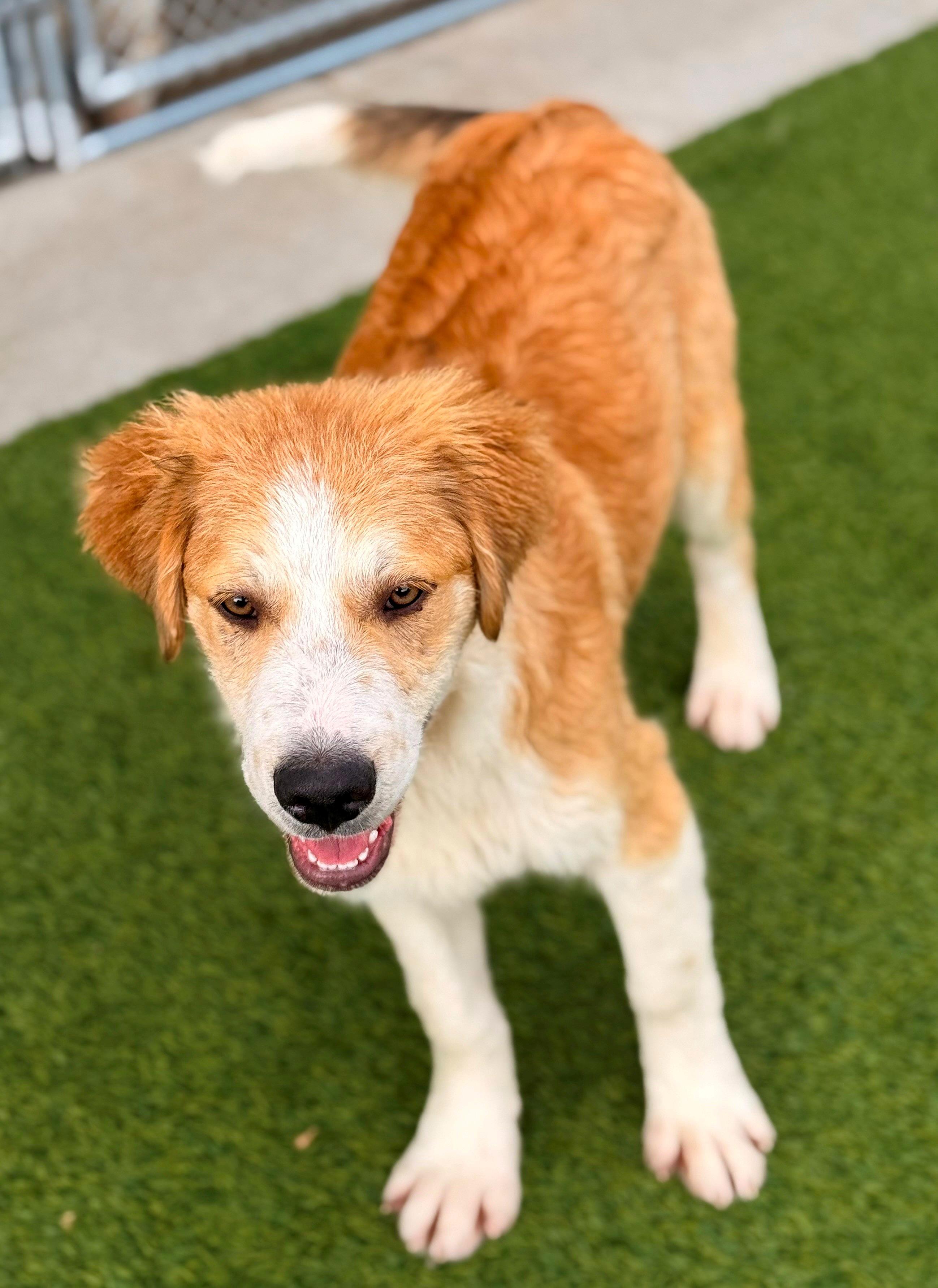 Enlarge Red Raider 26C-70B, a ADOPTABLE mixed breed in Rogers, AR image 1/1
