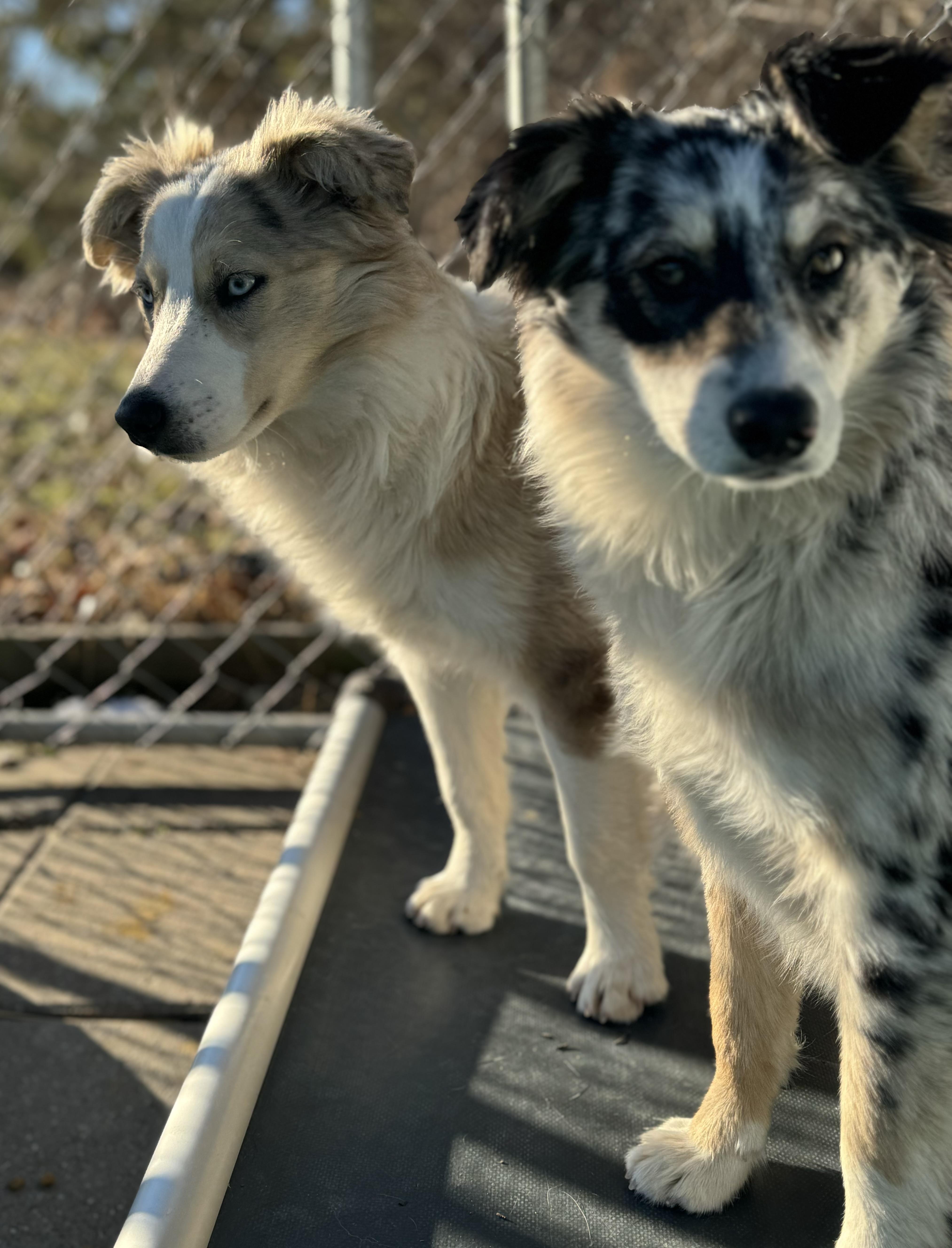 Enlarge Penny, a ADOPTABLE Australian Shepherd in Washington, MO image 4/4