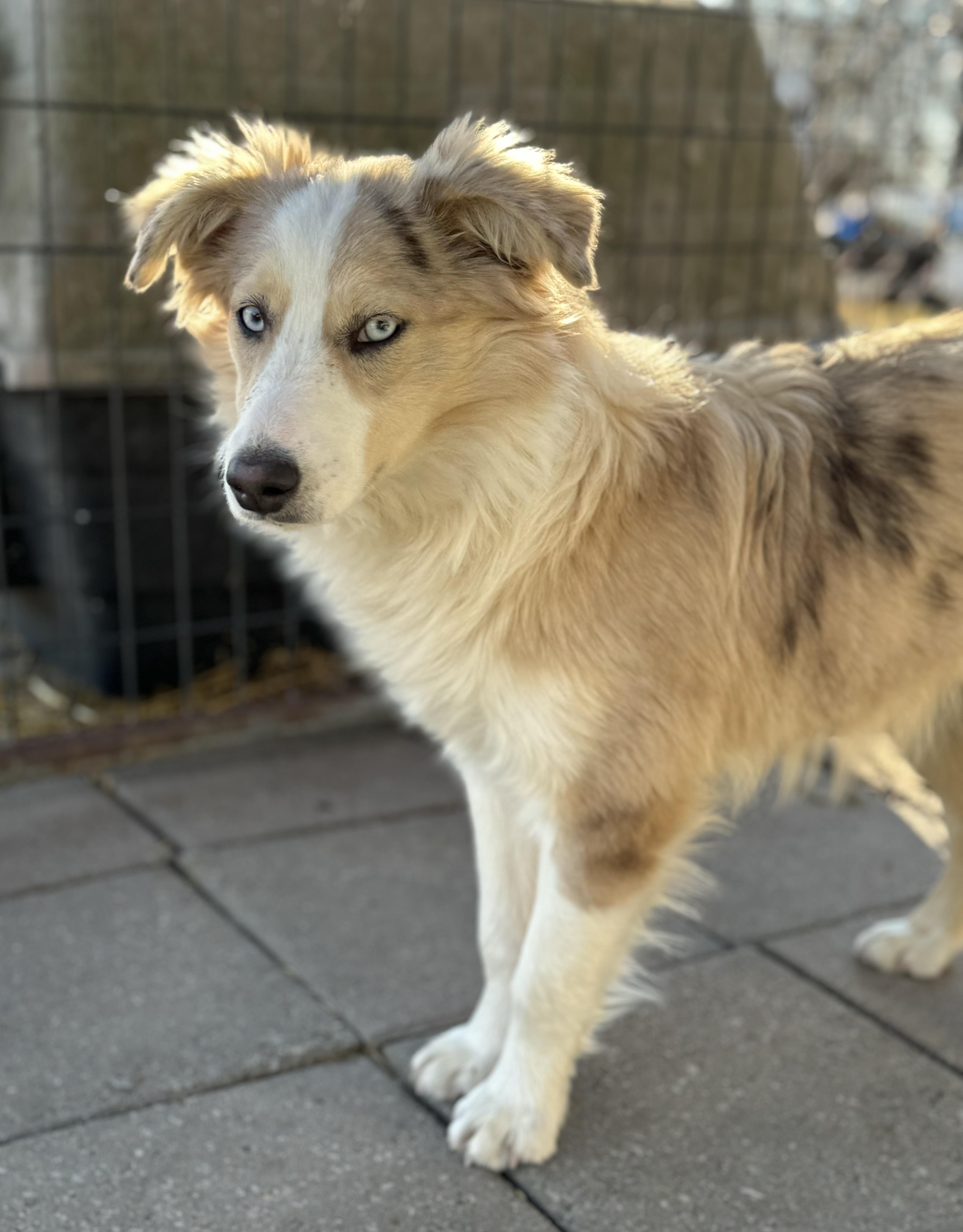 Penny, ADOPTABLE, Young Female Australian Shepherd.