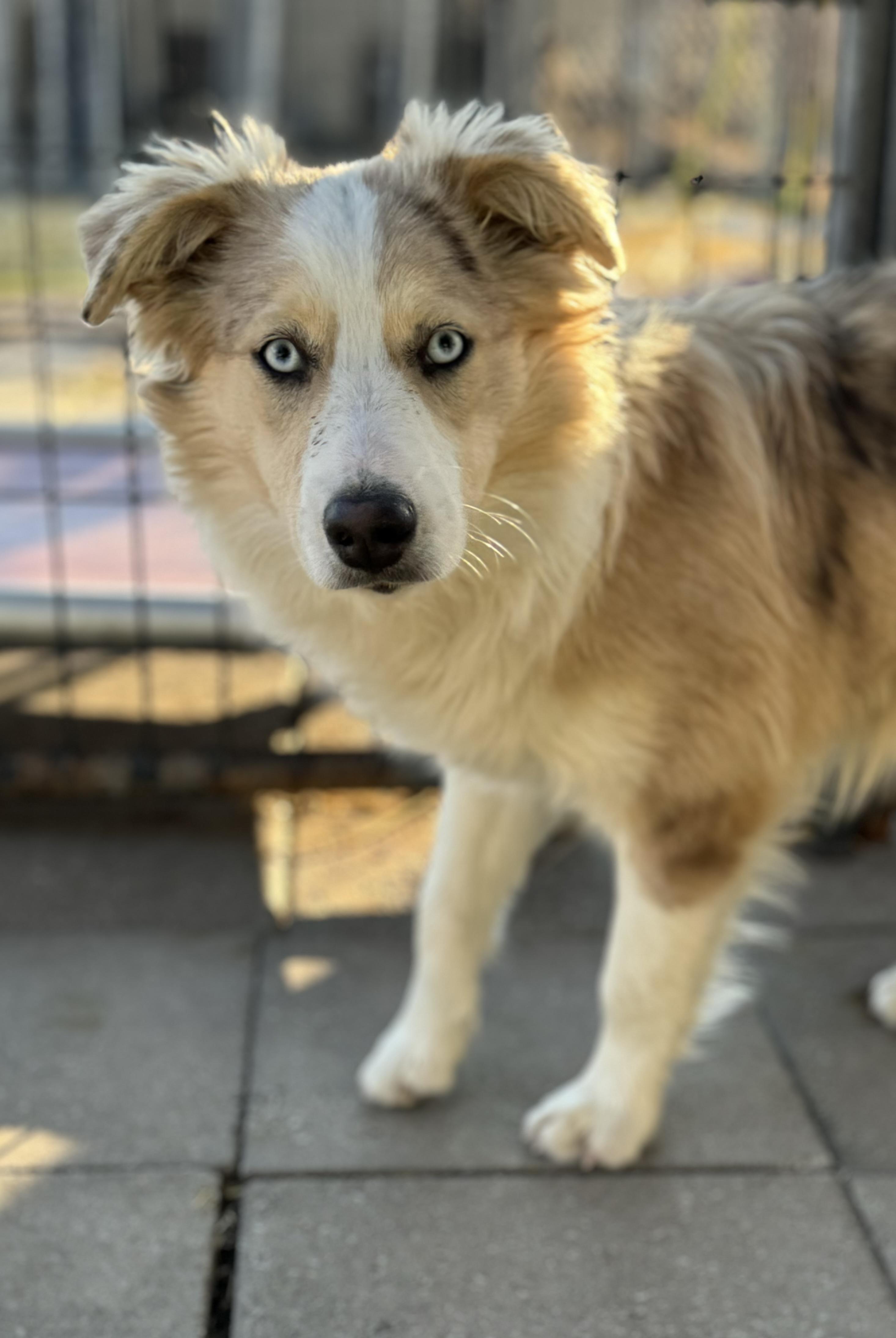 Enlarge Penny, a ADOPTABLE Australian Shepherd in Washington, MO image 2/4