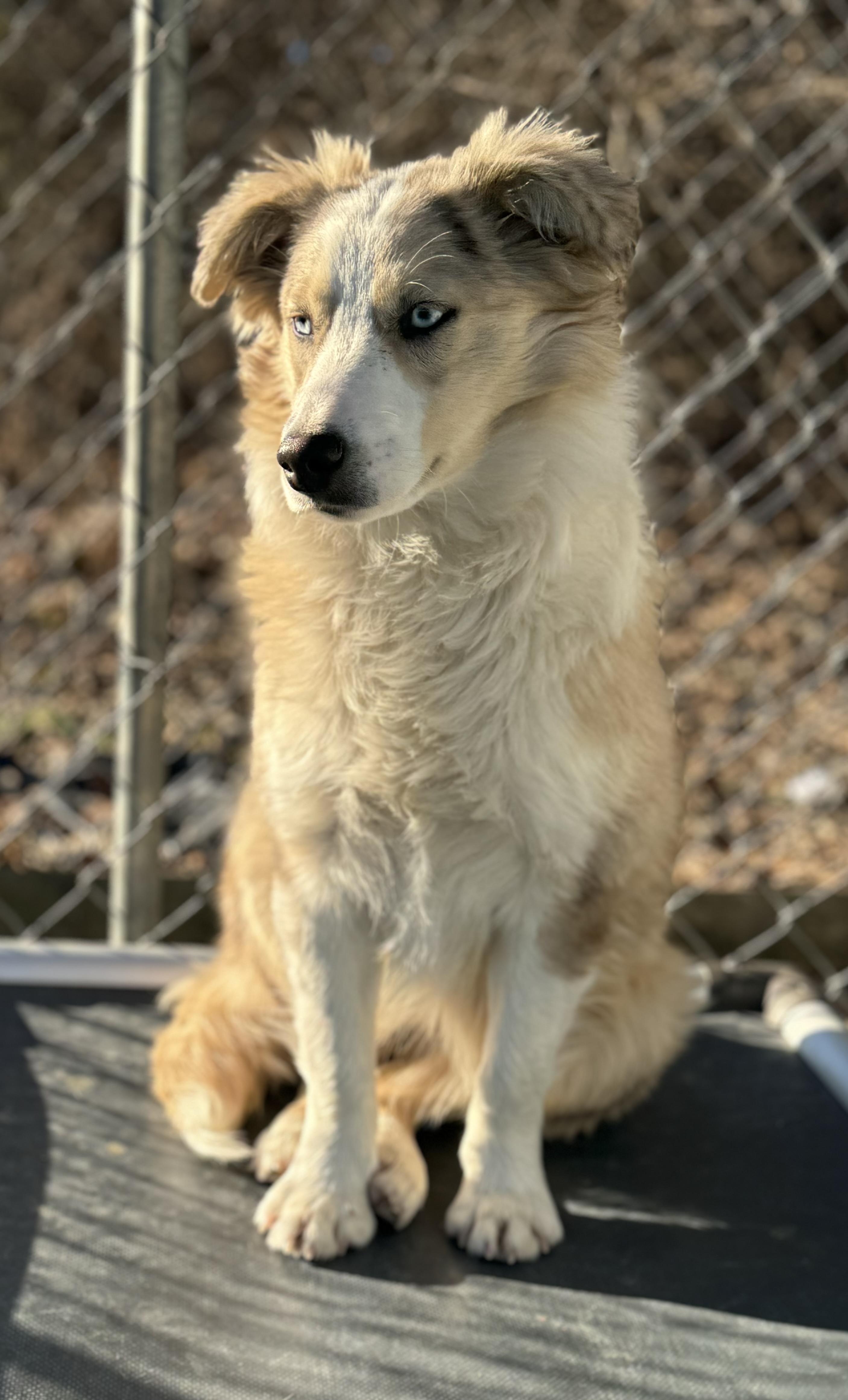 Enlarge Penny, a ADOPTABLE Australian Shepherd in Washington, MO image 3/4