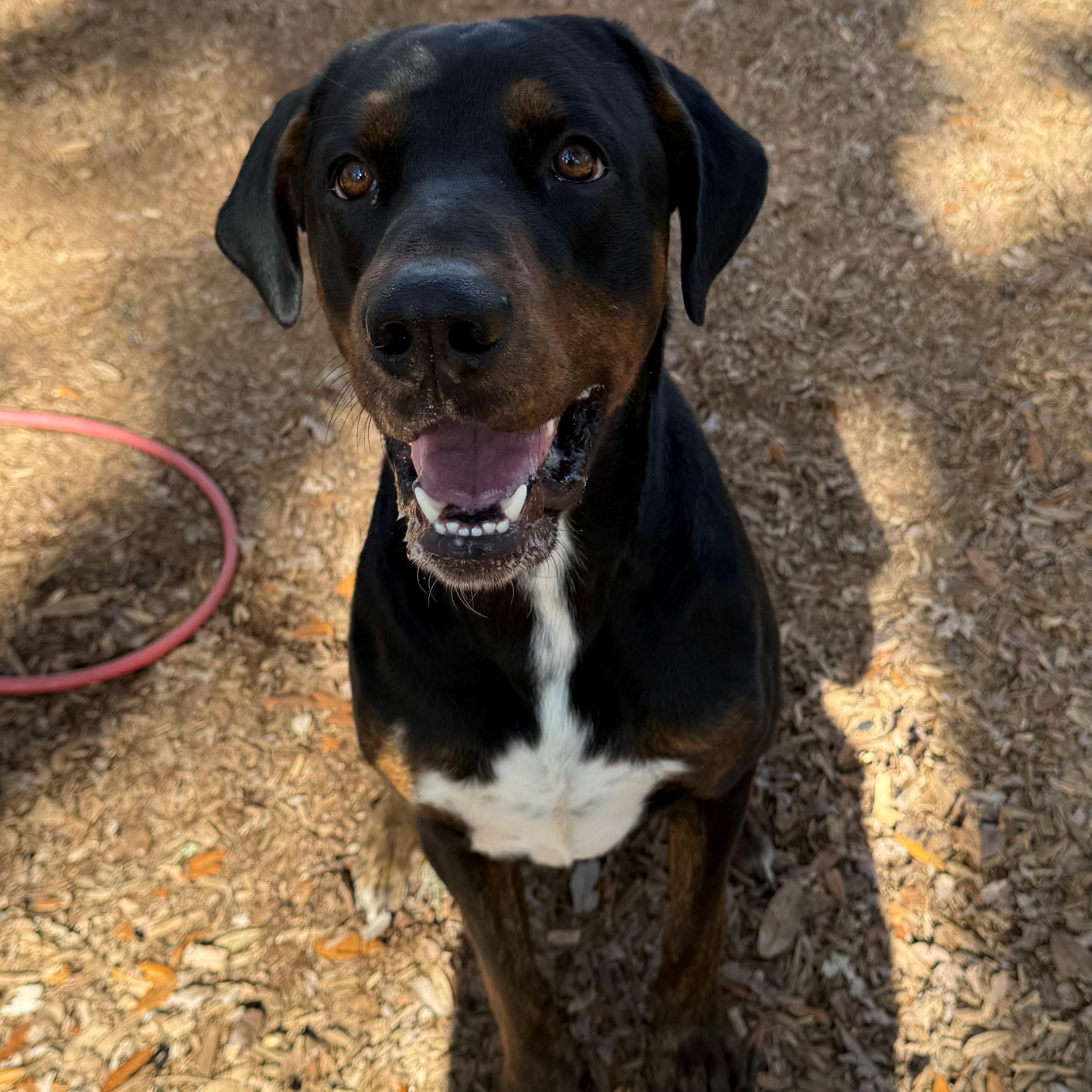 Duke, ADOPTABLE, Adult Male Coonhound.