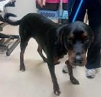 Enlarge Duke, a ADOPTABLE mixed breed in St. Augustine, FL image 3/3