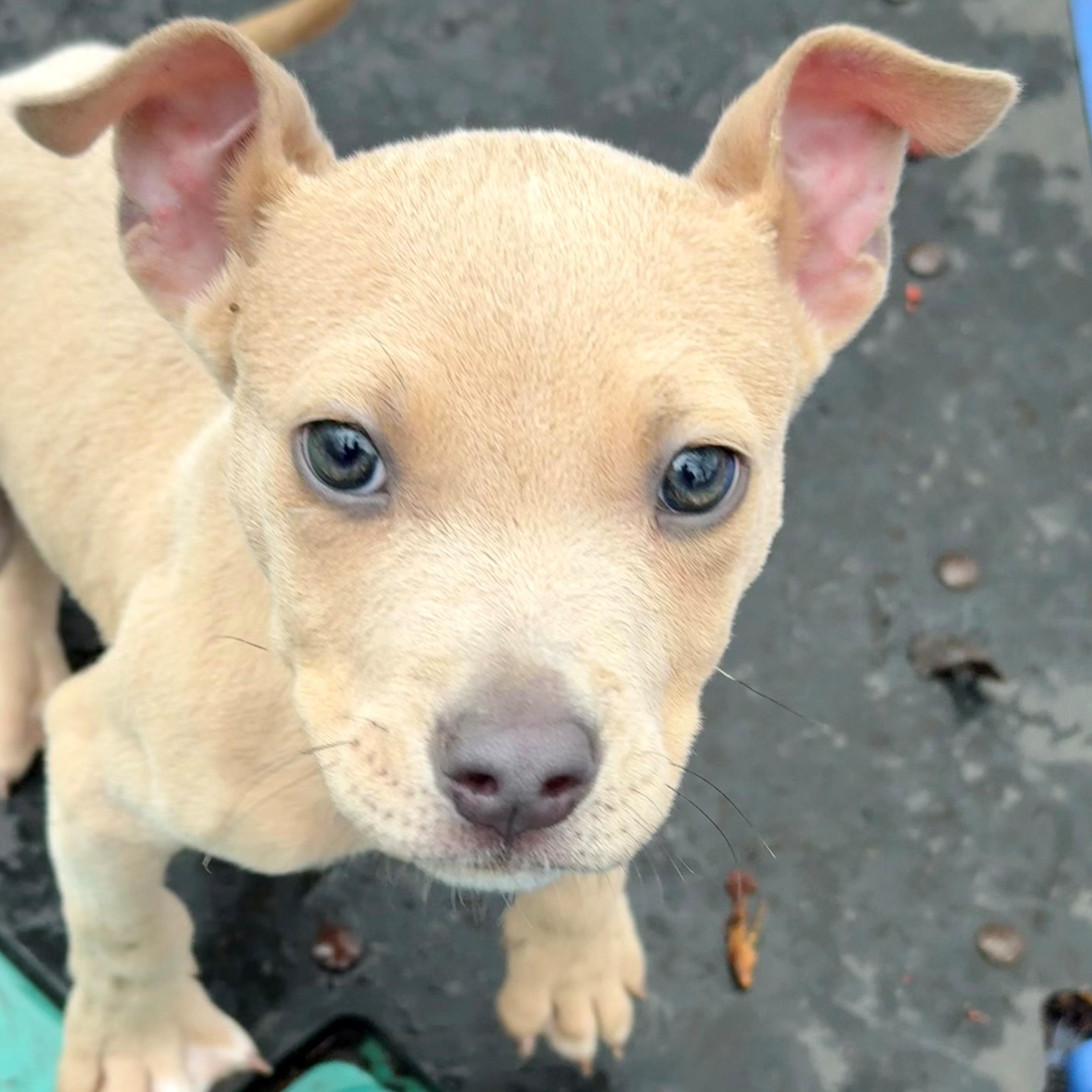 Enlarge Lawrie- #50525, a ADOPTABLE mixed breed in Columbia, MD image 2/6
