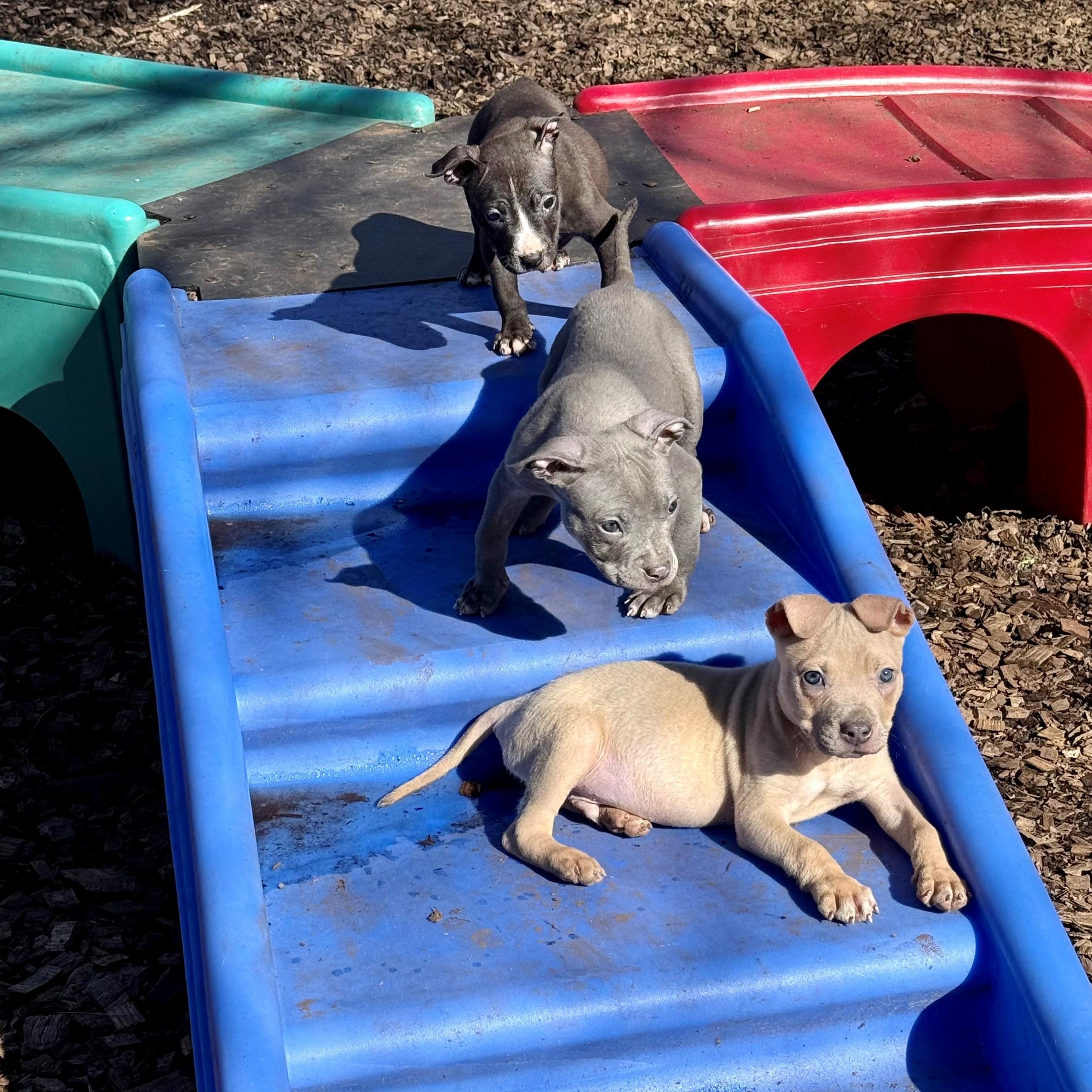 Enlarge Lawrie- #50525, a ADOPTABLE mixed breed in Columbia, MD image 3/5