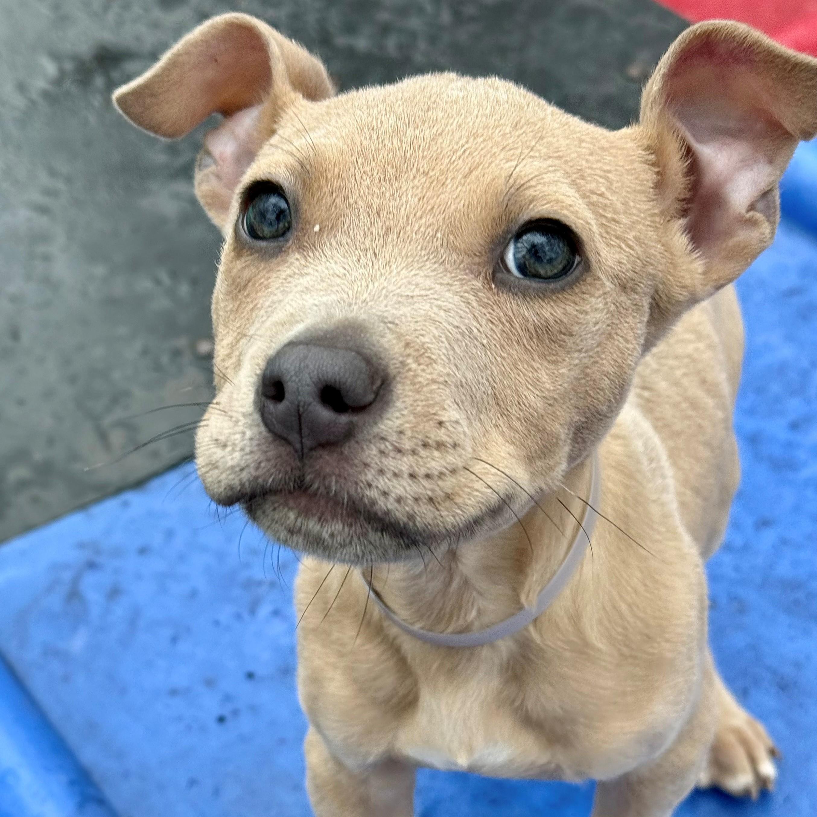 Lawrie- #50525, ADOPTABLE, Puppy Male Chihuahua & Pit Bull Terrier.