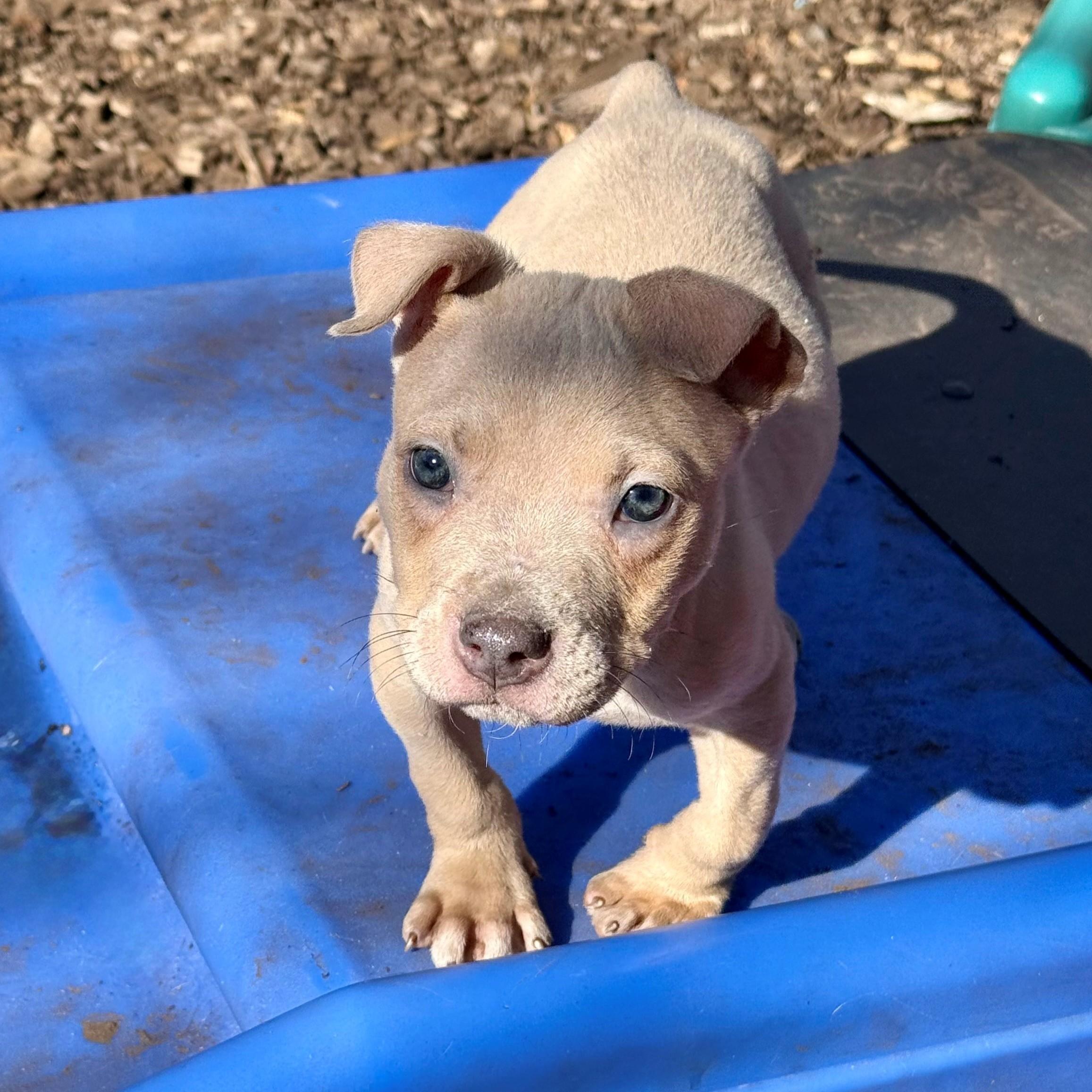 Lawrie- #50525, ADOPTABLE, Puppy Male Chihuahua & Pit Bull Terrier.