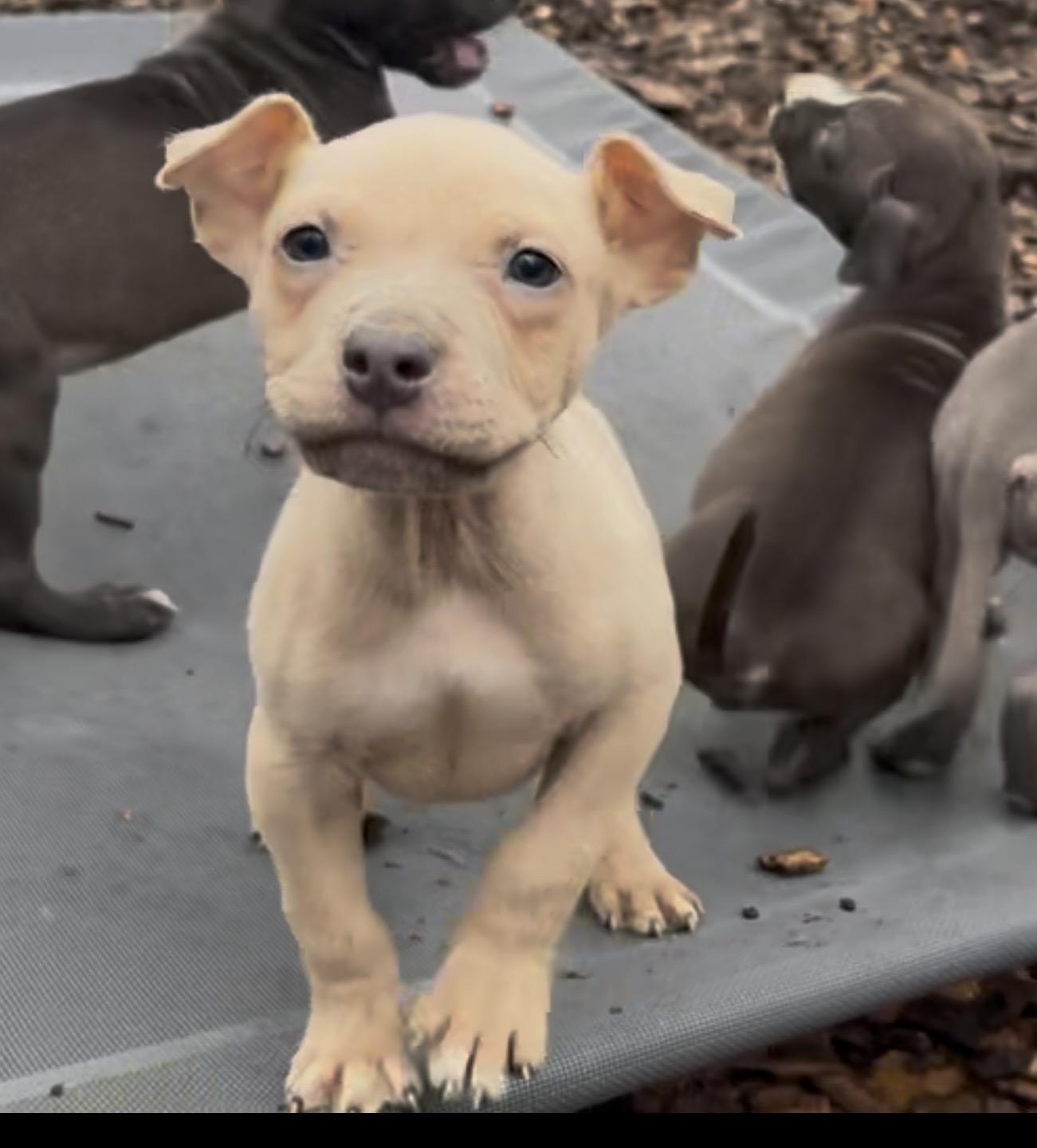 Enlarge Lawrie- #50525, a ADOPTABLE mixed breed in Columbia, MD image 3/6