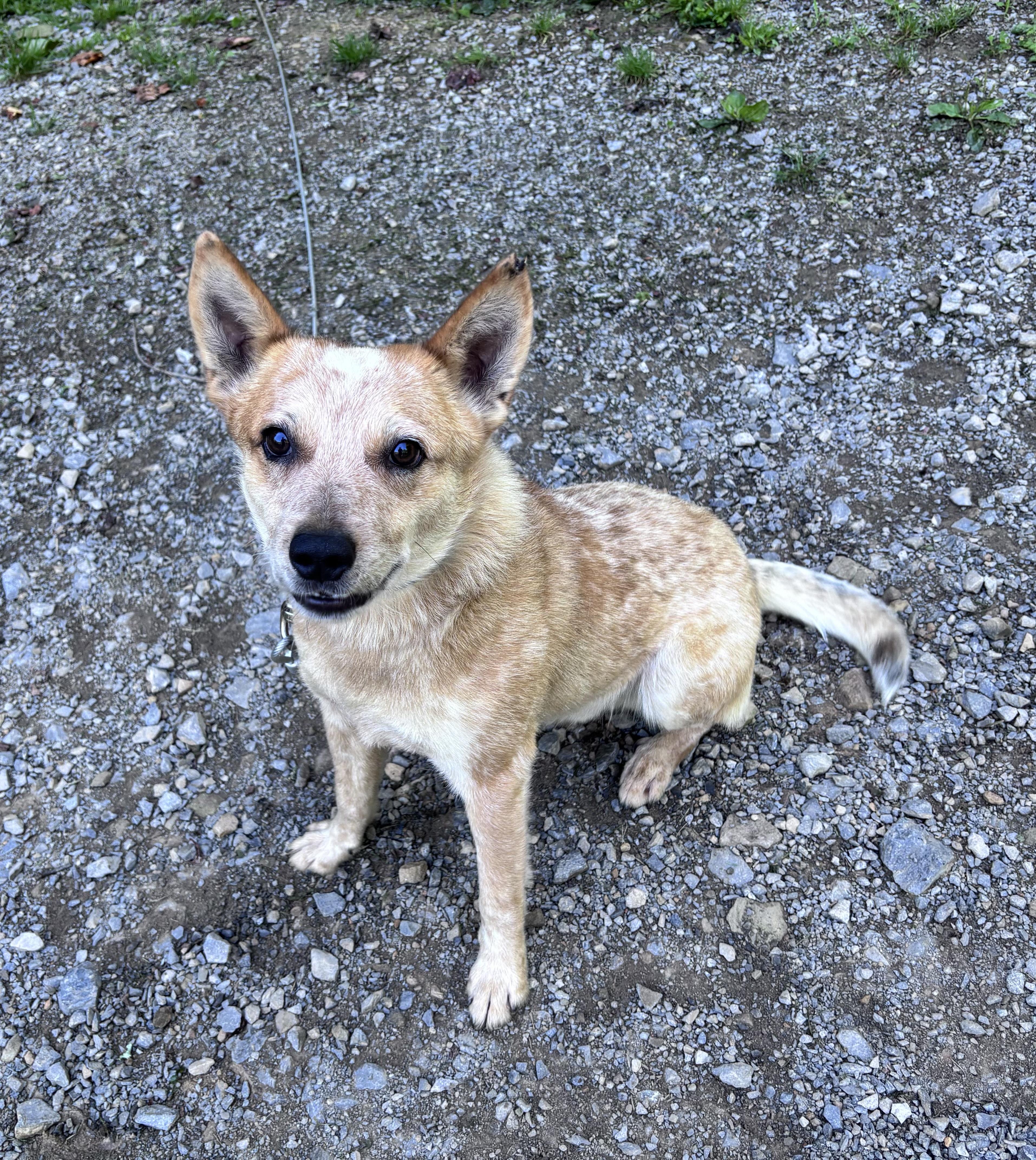 Milo, ADOPTABLE, Young Male Australian Cattle Dog / Blue Heeler.