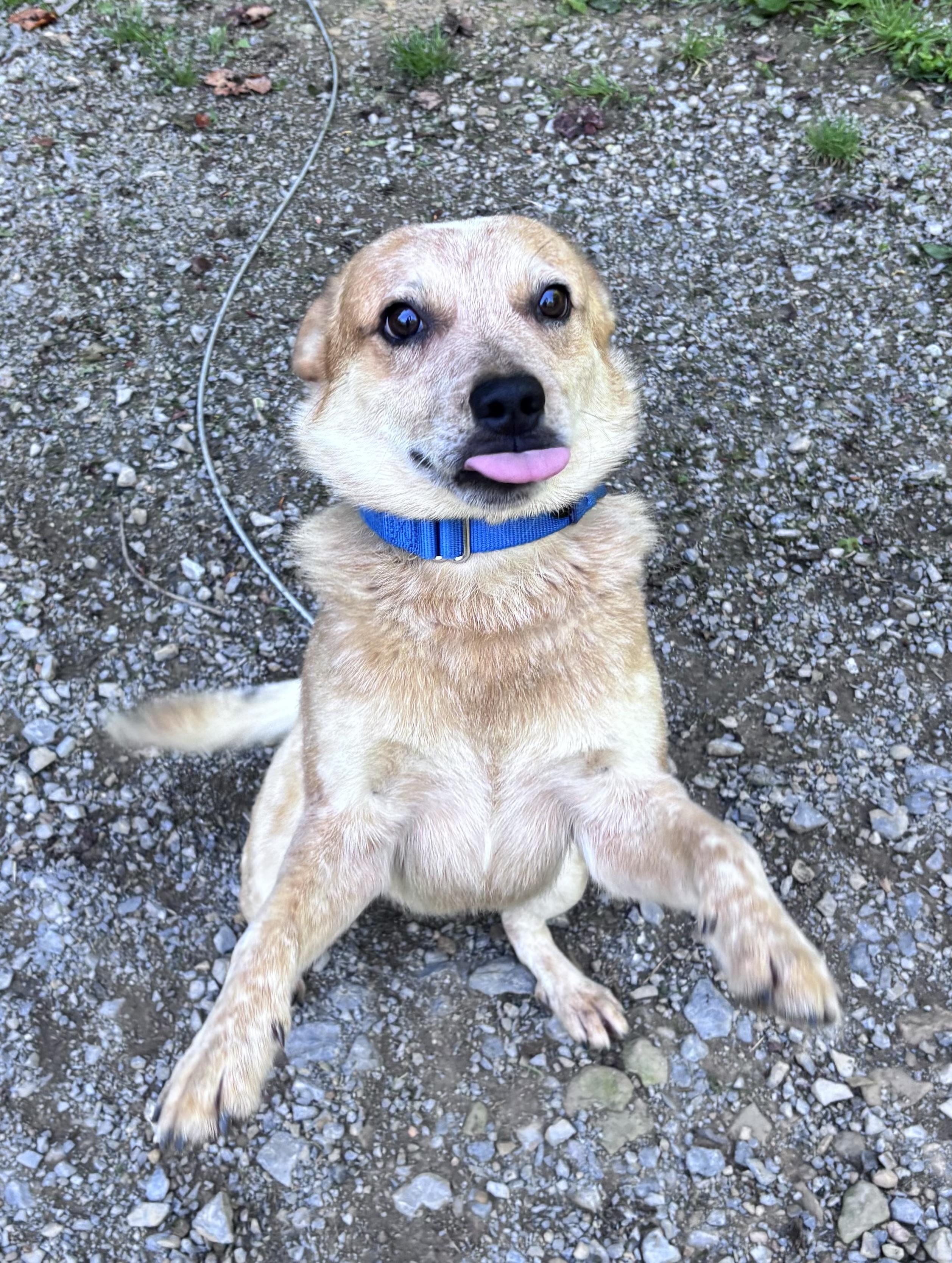 Enlarge Milo, a ADOPTABLE Australian Cattle Dog / Blue Heeler in Grafton, WV image 2/4