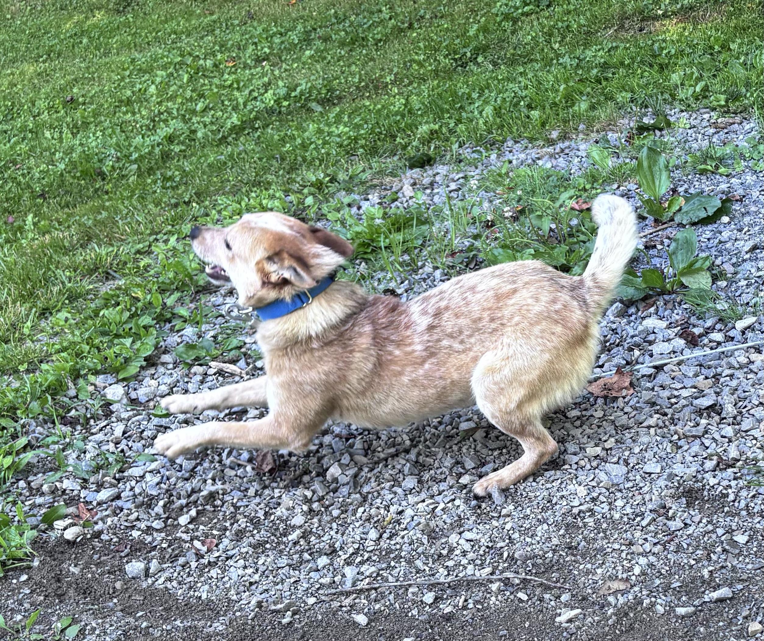Enlarge Milo, a ADOPTABLE Australian Cattle Dog / Blue Heeler in Grafton, WV image 4/4