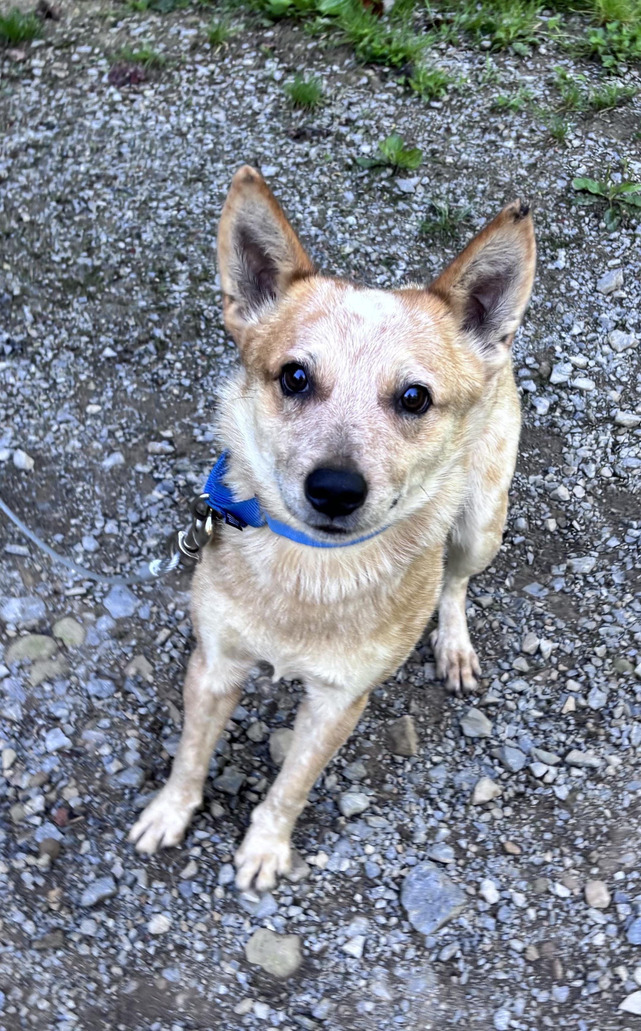 Enlarge Milo, a ADOPTABLE Australian Cattle Dog / Blue Heeler in Grafton, WV image 3/4