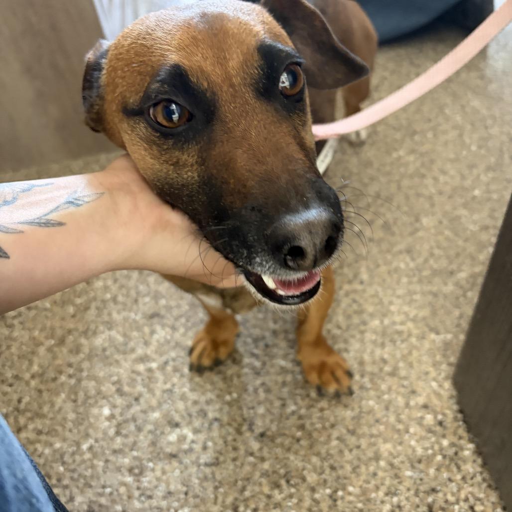 Percy Jackson , ADOPTABLE, Adult Male Dachshund.