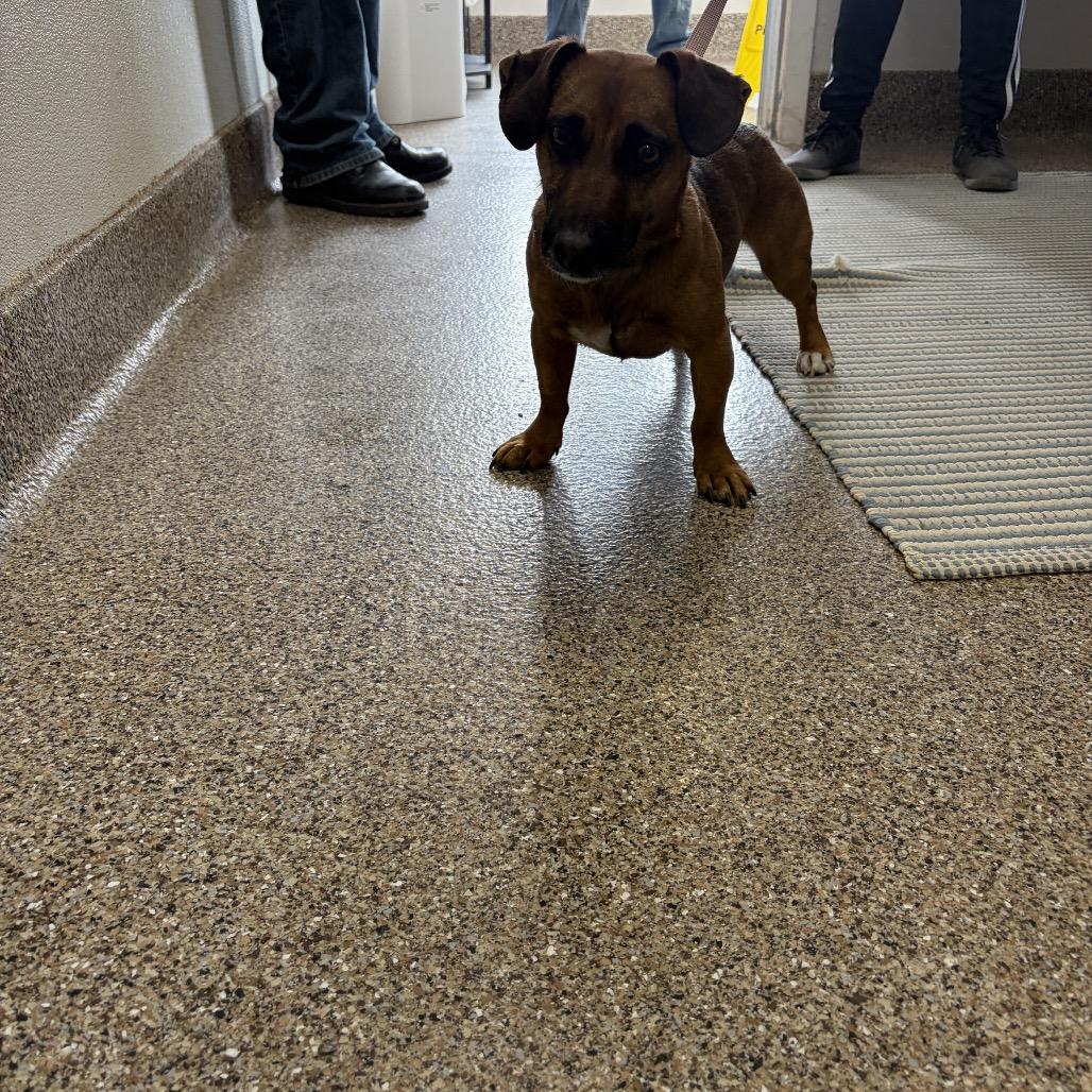 Enlarge Percy Jackson , an adopted mixed breed in Fallon, NV image 2/2