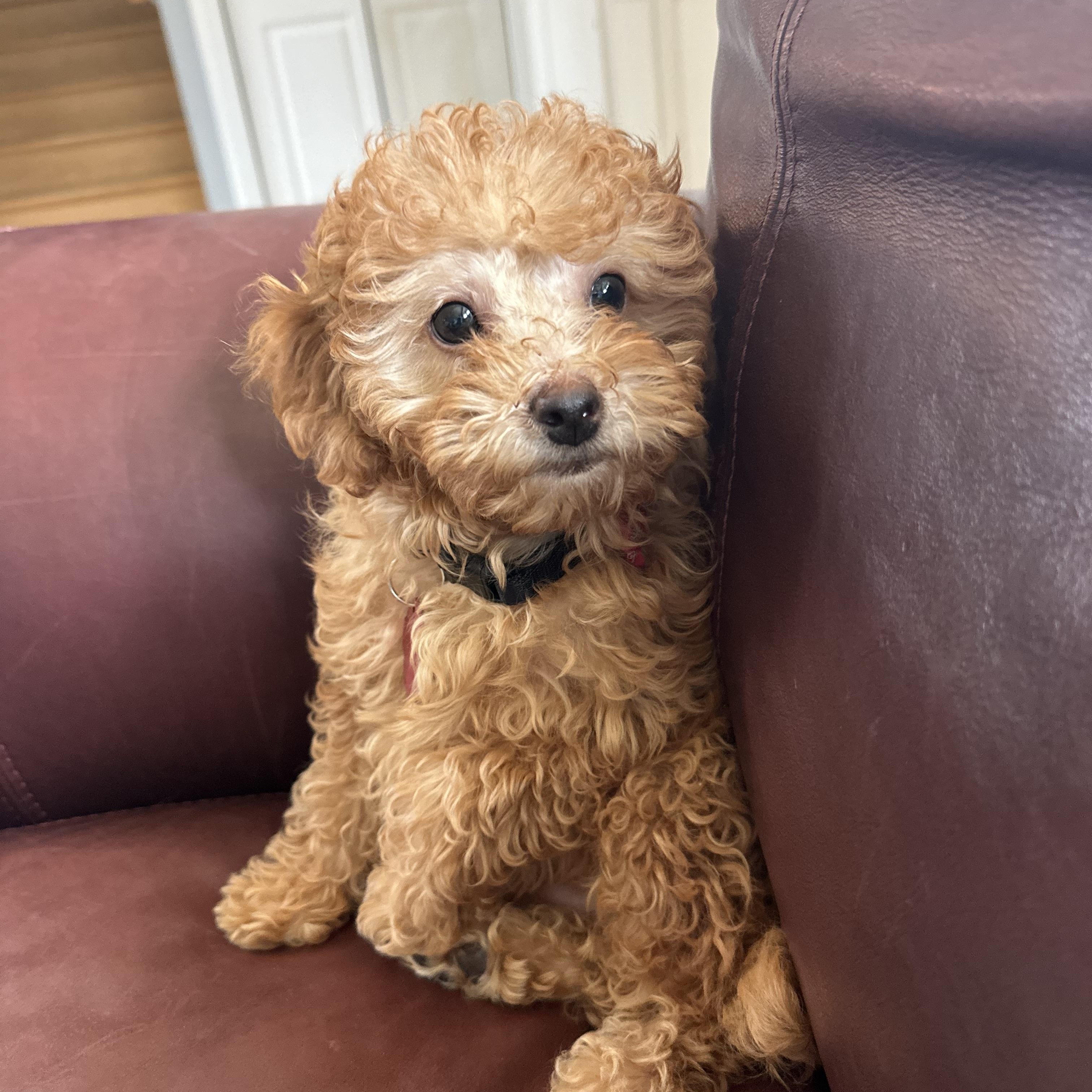 Enlarge Chilli, an adopted Poodle (Toy) in Mount Prospect, IL image 5/5