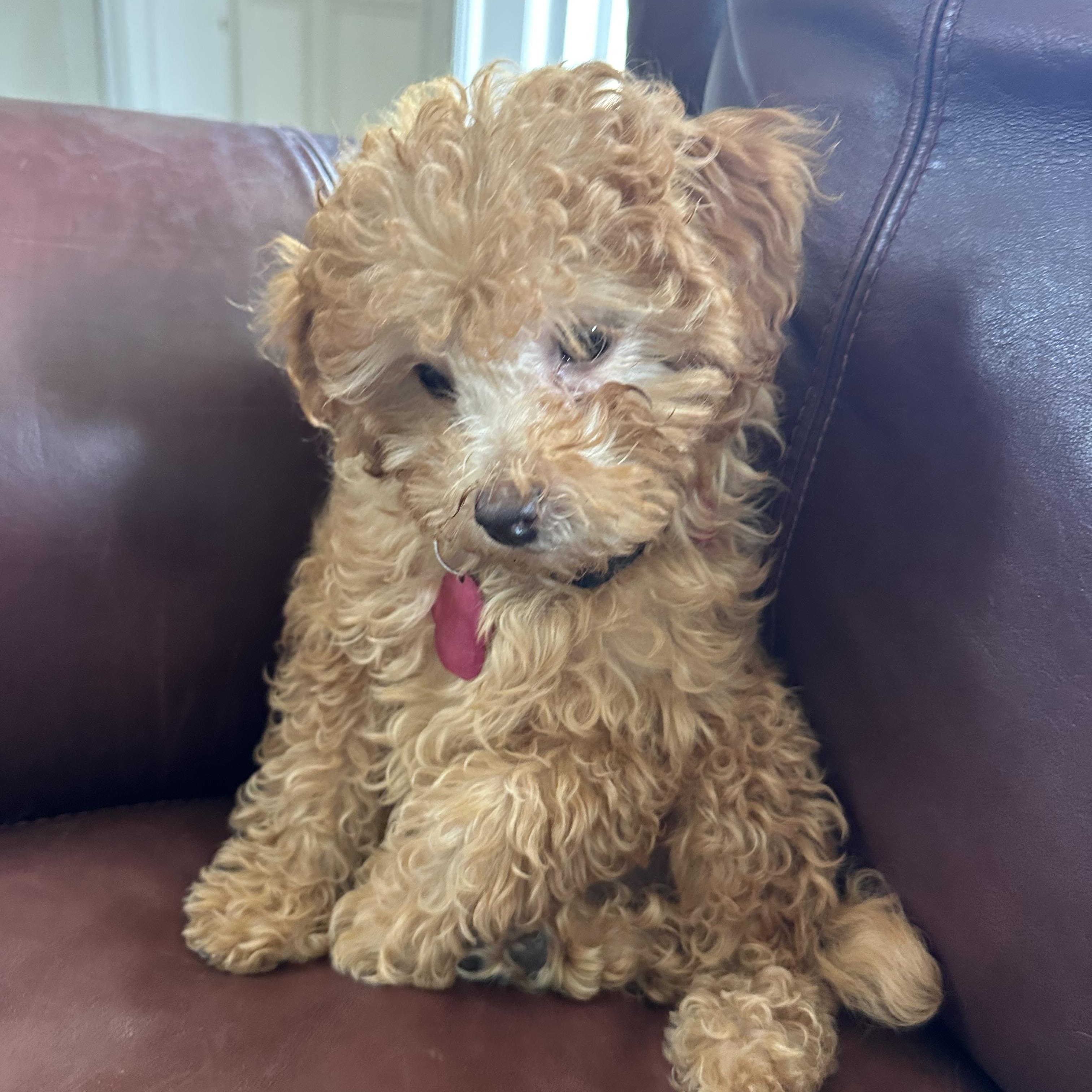 Enlarge Chilli, an adopted Poodle (Toy) in Mount Prospect, IL image 3/5