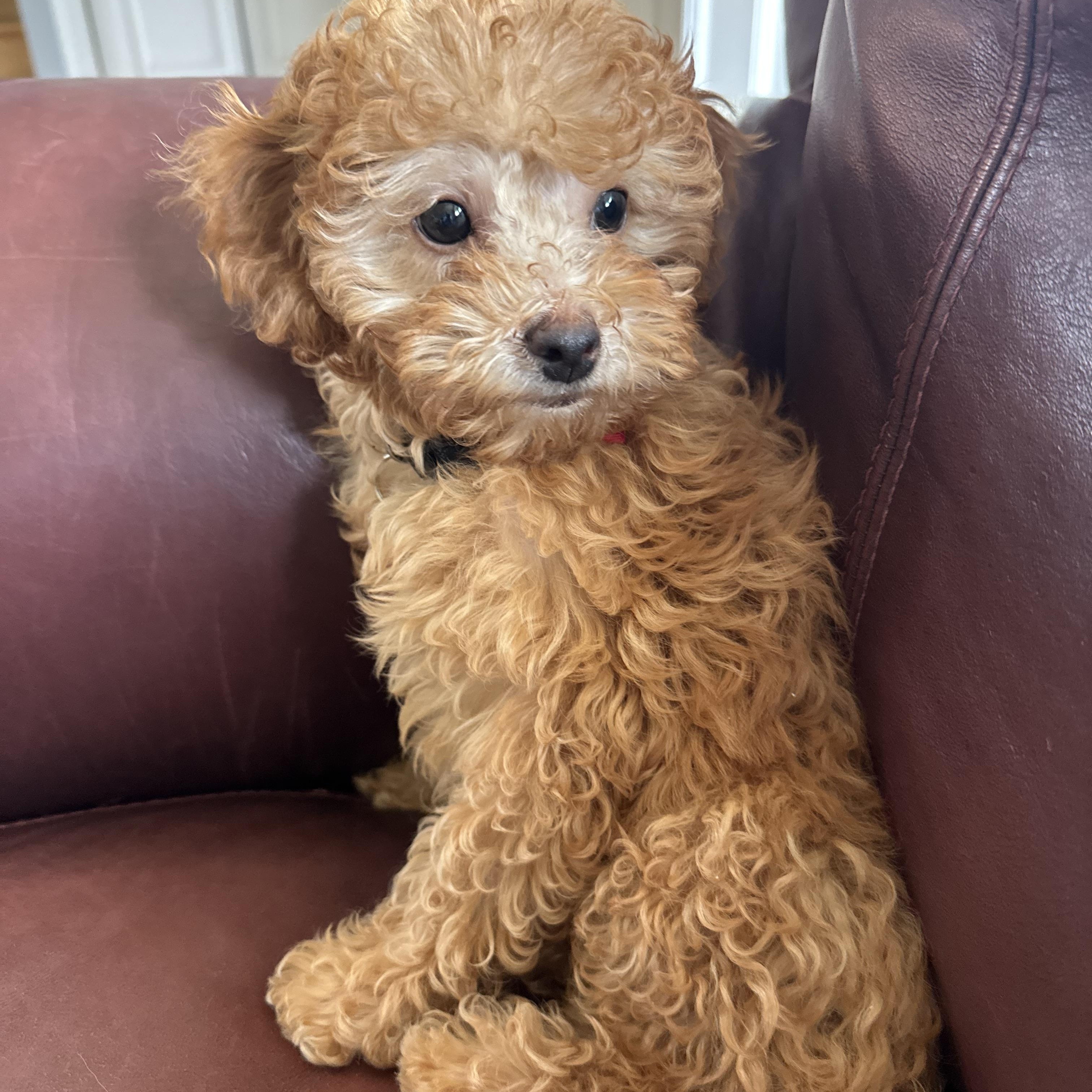 Enlarge Chilli, an adopted Poodle (Toy) in Mount Prospect, IL image 1/5