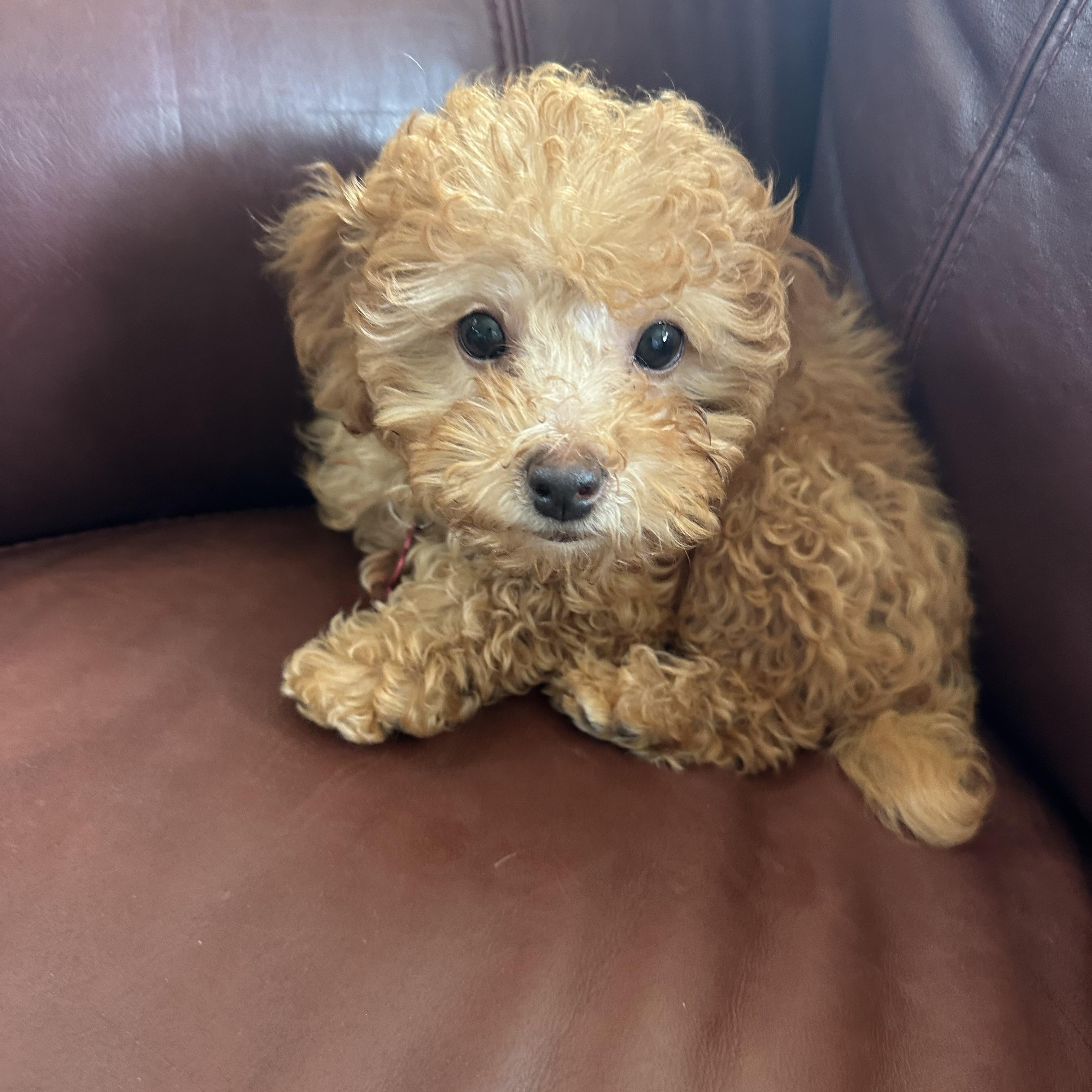 Enlarge Chilli, an adopted Poodle (Toy) in Mount Prospect, IL image 2/5