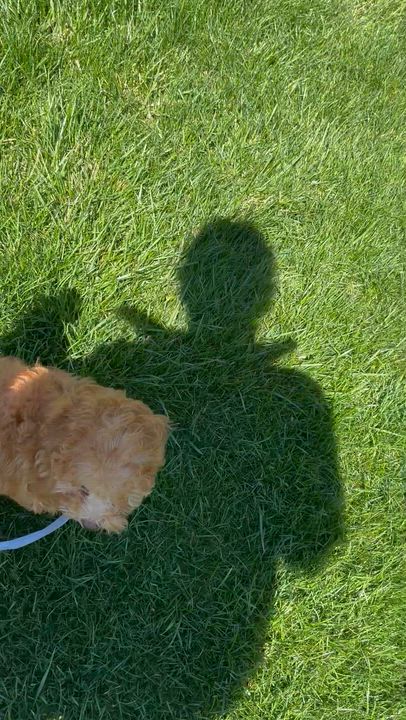 Enlarge Chilli, an adopted Poodle (Toy) in Mount Prospect, IL video 4/5