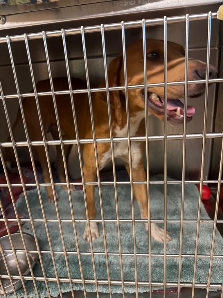 Enlarge Puzzle, a Adoptable Hound in Mineral, VA image 2/4