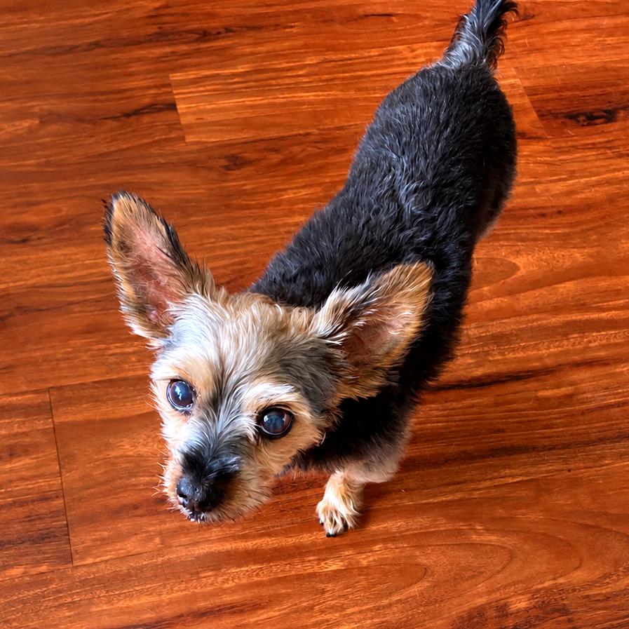 Enlarge Misty Lu, a Adoptable Yorkshire Terrier in Crystal, MN image 2/4