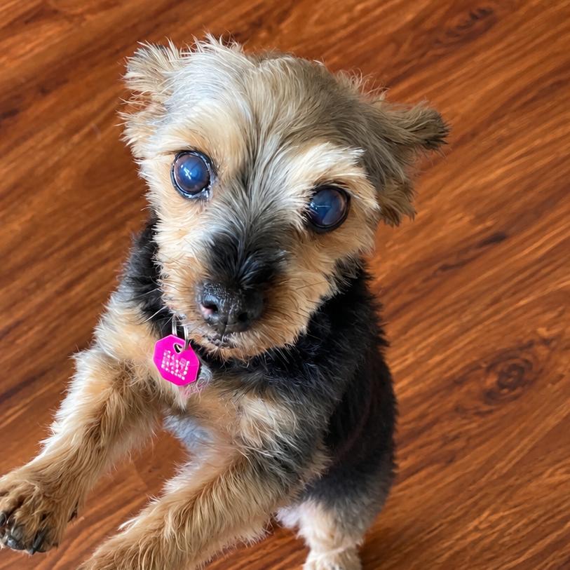 Enlarge Misty Lu, a Adoptable Yorkshire Terrier in Crystal, MN image 3/4