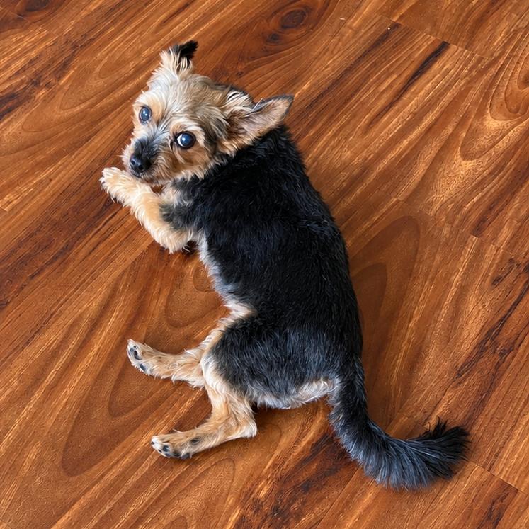 Enlarge Misty Lu, a Adoptable Yorkshire Terrier in Crystal, MN image 4/4