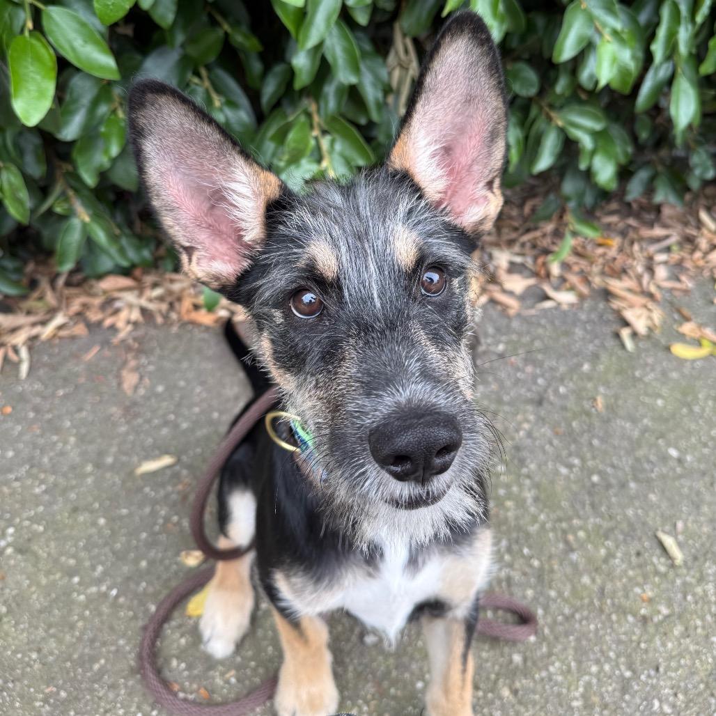 Enlarge Cricket, a Adoptable mixed breed in Santa Barbara, CA image 1/6