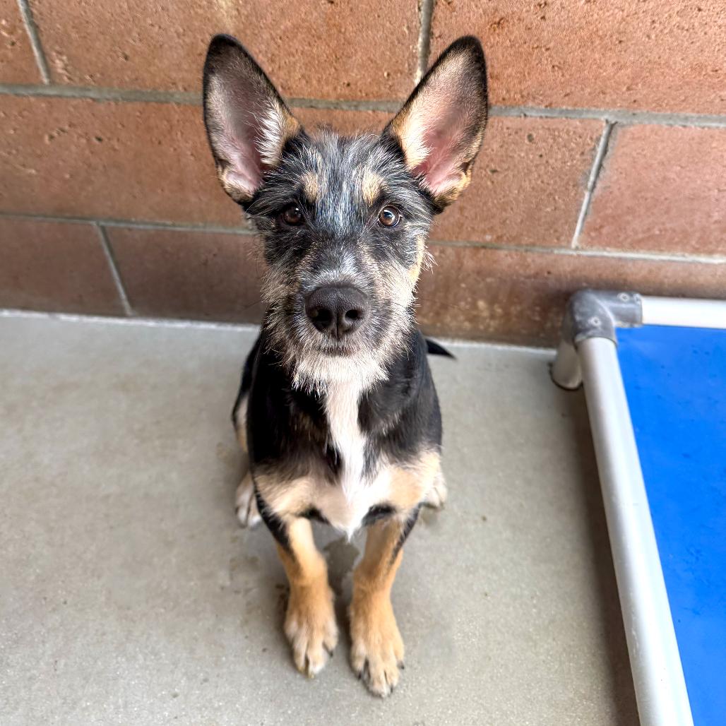 Enlarge Cricket, a Adoptable mixed breed in Santa Barbara, CA image 2/6