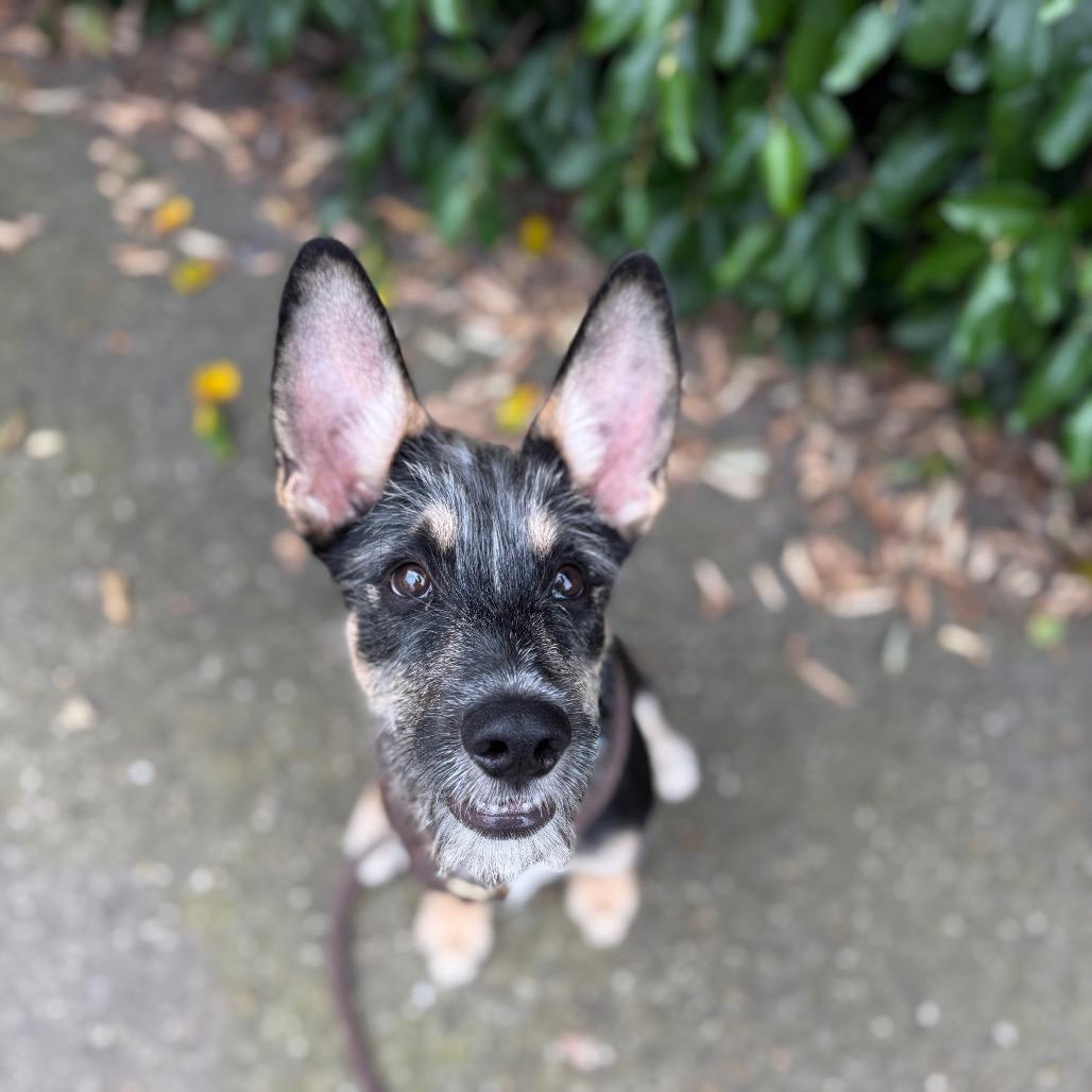 Enlarge Cricket, a Adoptable mixed breed in Santa Barbara, CA image 3/6