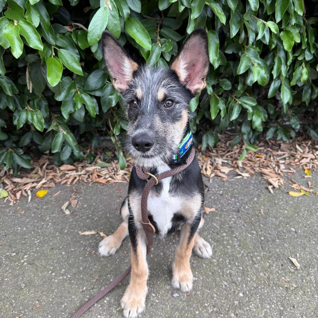 Enlarge Cricket, a Adoptable mixed breed in Santa Barbara, CA image 4/6
