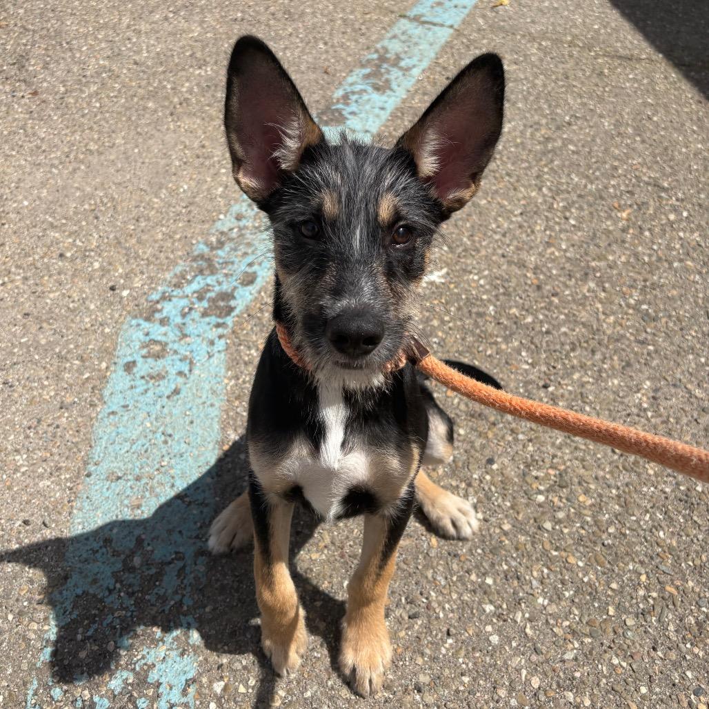 Enlarge Cricket, a Adoptable mixed breed in Santa Barbara, CA image 5/6