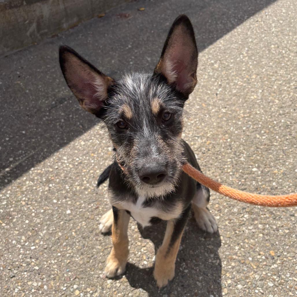 Enlarge Cricket, a Adoptable mixed breed in Santa Barbara, CA image 6/6