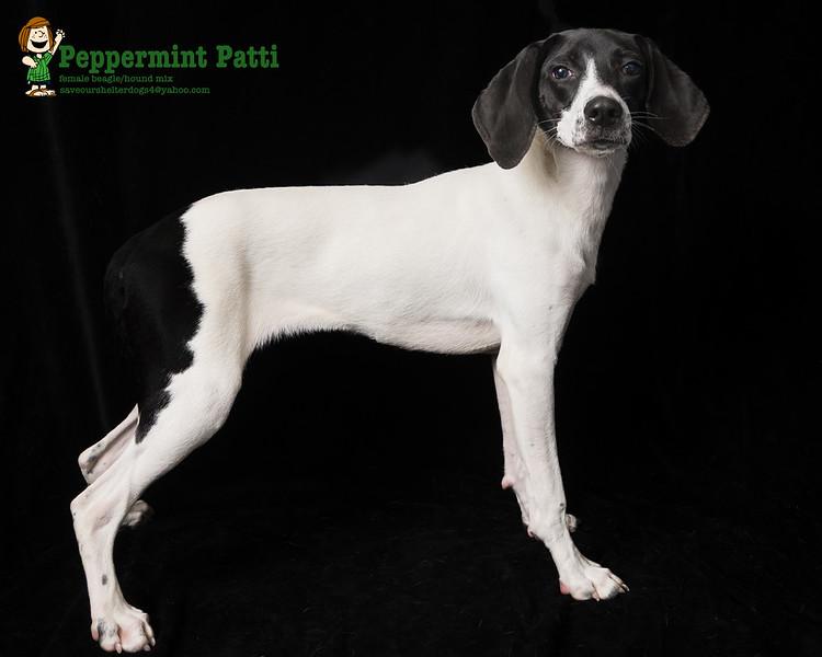 Peppermint Patty, a Adoptable mixed breed in Covington, KY image 4/4