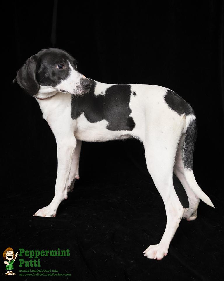 Peppermint Patty, a Adoptable mixed breed in Covington, KY image 2/4