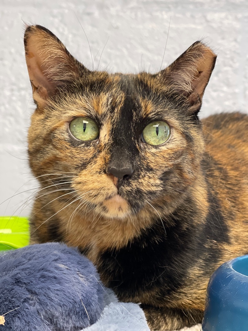 Lula, a Adoptable Domestic Short Hair in Freeport, NY image 5/6