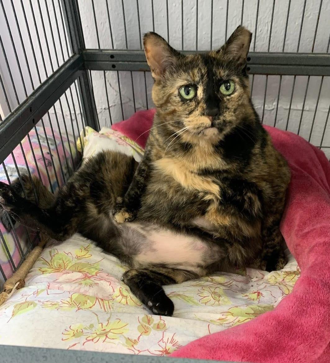 Lula, a Adoptable Domestic Short Hair in Freeport, NY image 2/6