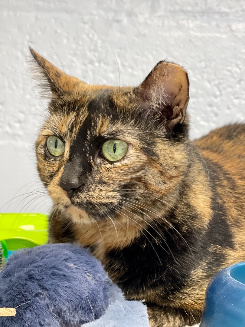 Lula, a Adoptable Domestic Short Hair in Freeport, NY image 6/6